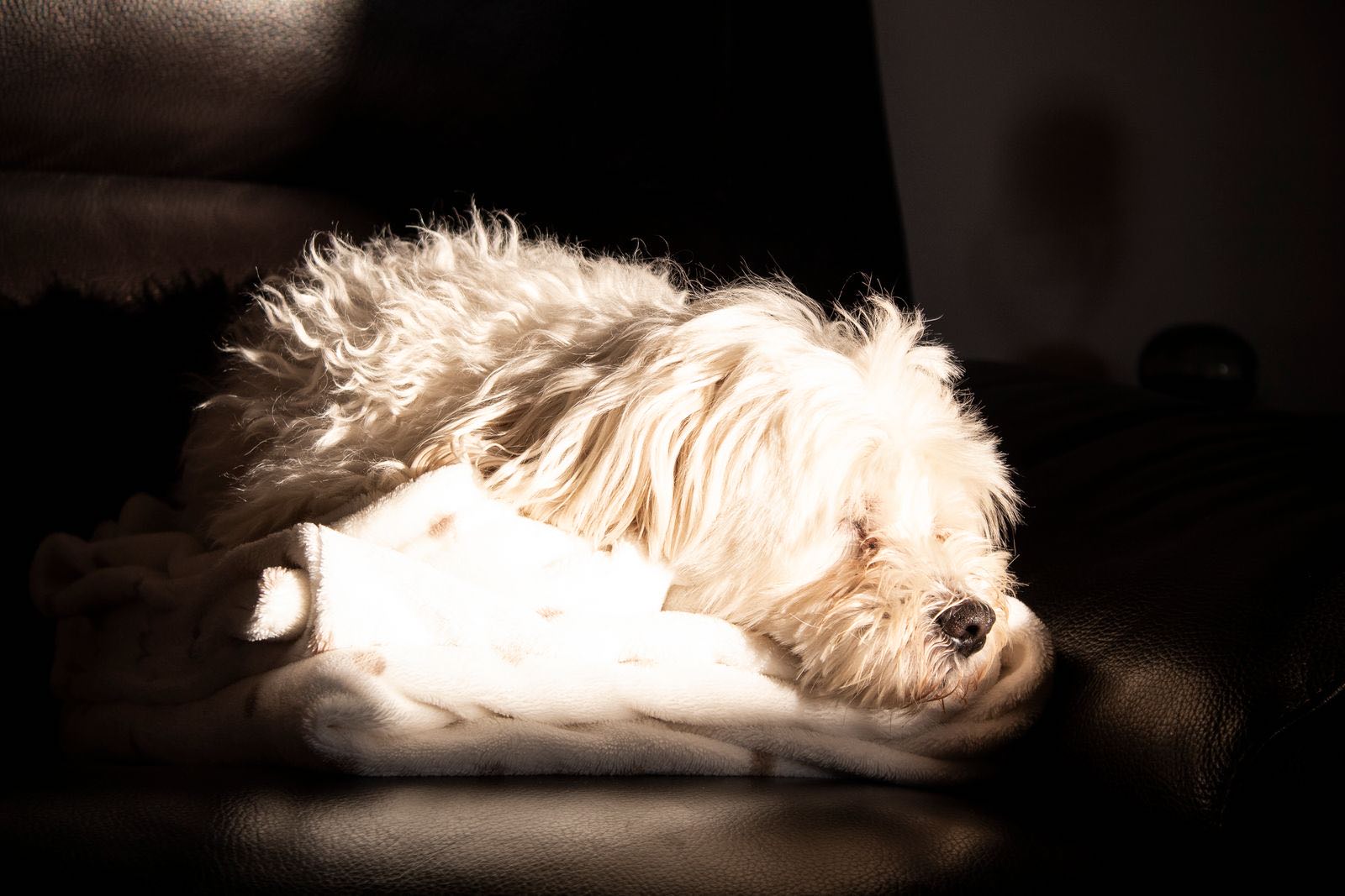 Spoil Your Pet